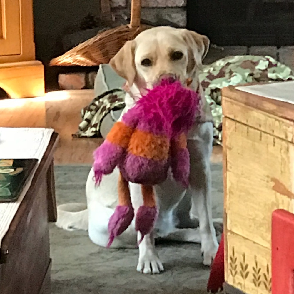 Meet your Posher, Heidi